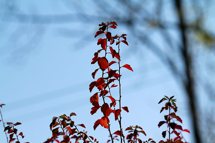 Strauch mit roten Blättern