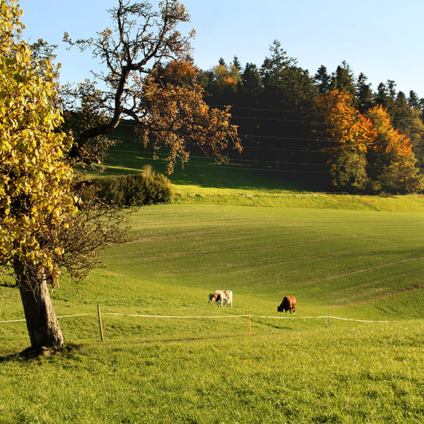 Naturfoto mit weidenden Kühen, Herbstbäumen und Wiesen