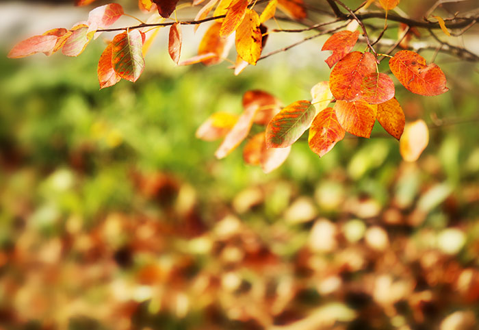 Naturfoto Herbst mit buntem Blätterzweig und Laub