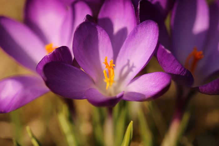 Naturfoto mit violetten Krokussen