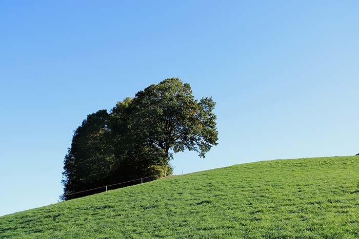 Naturfotografie mit Baumgruppe auf Hügel mit blauem Himmel
