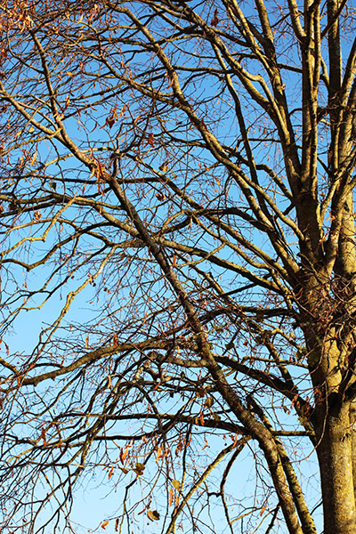 Naturfoto mit Baum der noch letzte Herbstblätter trägt vor blauem Himmel