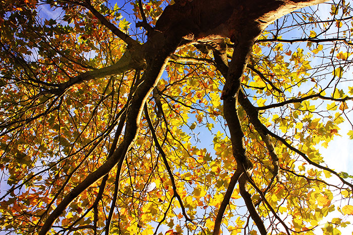 Naturfotografie mit Baum von unten im Herbst mit goldgelben und orangen Blättern