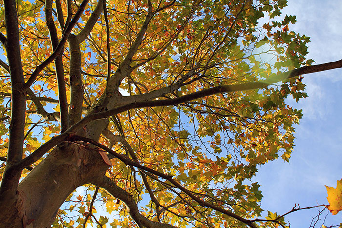 Naturfotografie mit Herbstbaum von unten fotografiert zum Himmel