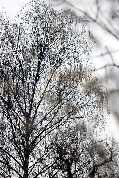 Naturfotografie mit kahlen Baumen mit feinem Geäst im Winterhimmel