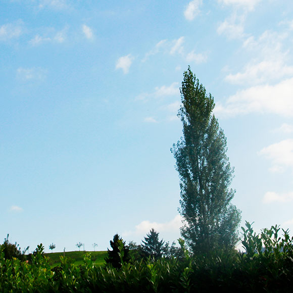 Naturfoto mit Säulenbaum, Bäumen, Büschen und blauem Himmel