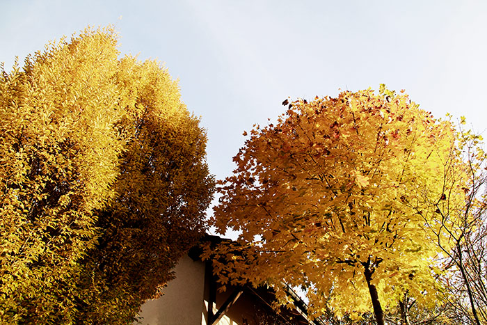 Naturfoto mit goldgelben Herbstbäumen