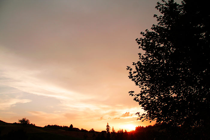 Naturfotografie mit Baum bei Sonnenuntergang