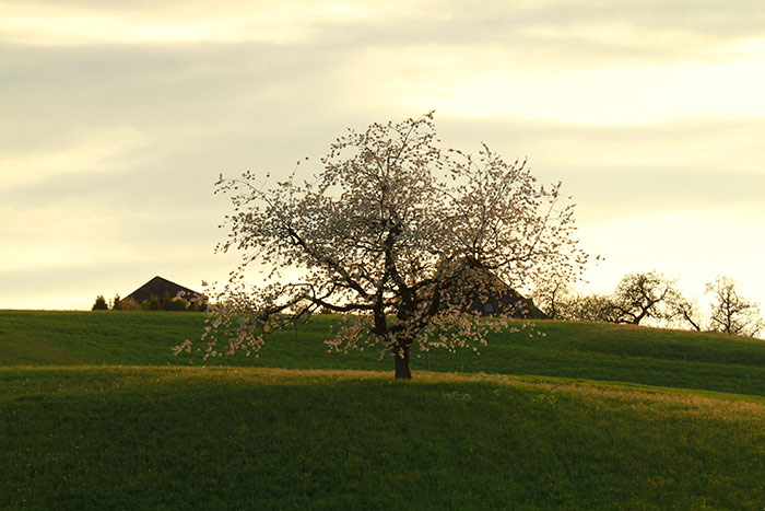 Naturfoto mit Blütenbaum im Frühling
