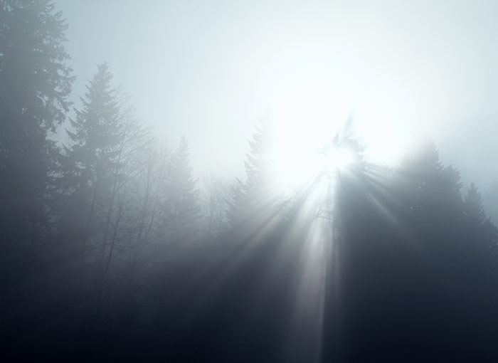 Naturfoto mit Nebelstimmung und Sonnenlicht durch Tannenwald