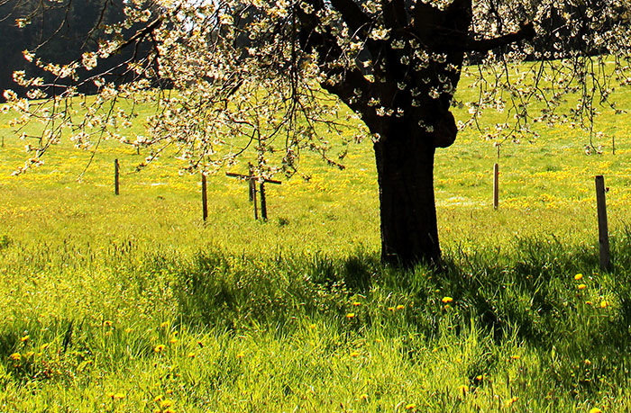 Naturfoto mit Baum im Frühling und Wiese mit Blumen