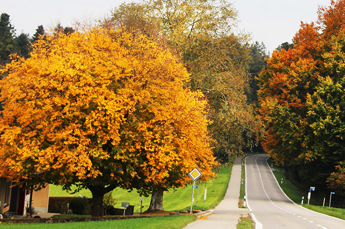 Naturfotografie mit goldenen Herbstbäumen und Wald