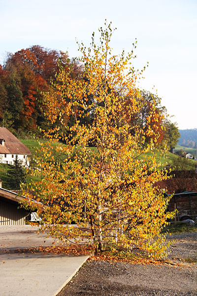Naturfotografie mit Herbstbäumchen mit goldenen Blättern