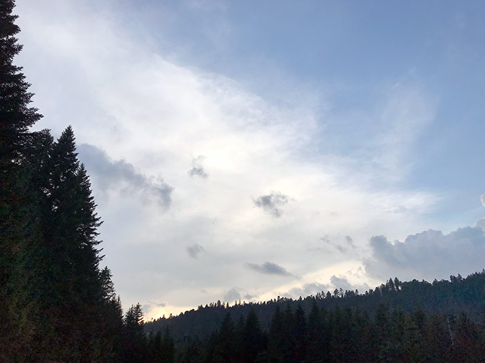 Naturfotografie mit Tannenwald und Himmelstimmung