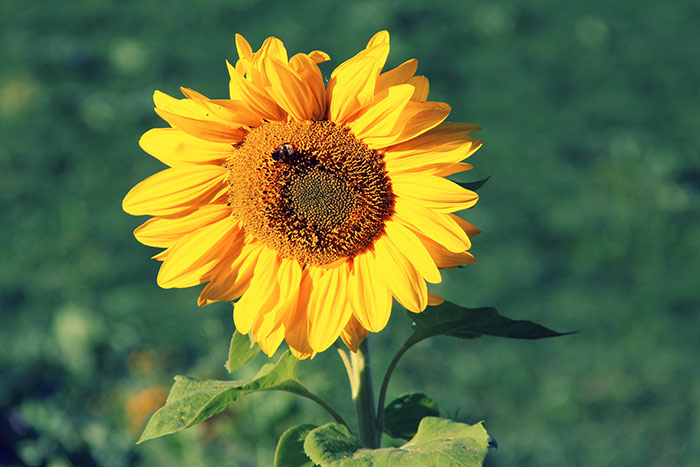 Sonnenblume Blüte mit Bienchen