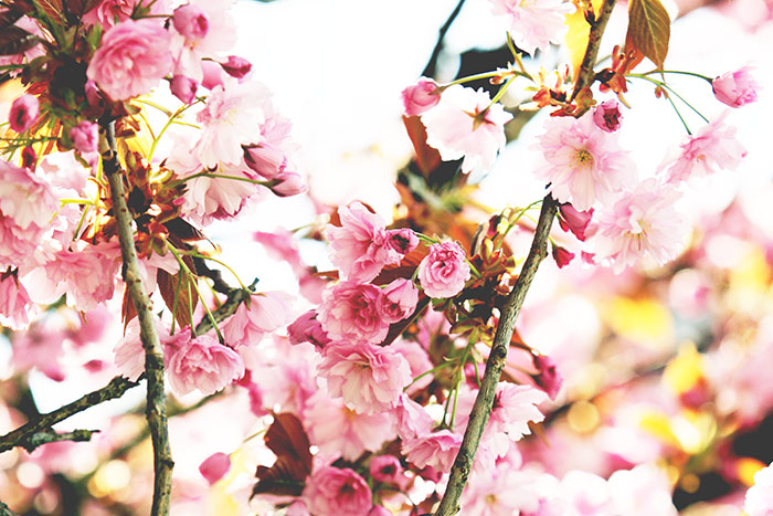Japanische Kirschblüten mit vielen rosa Blüten am Baum