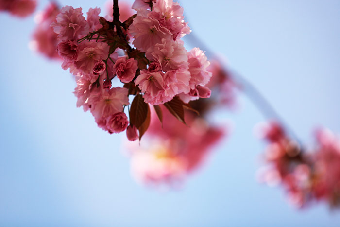Naturfoto mit rosa Kirschblüten und blauem Himmel