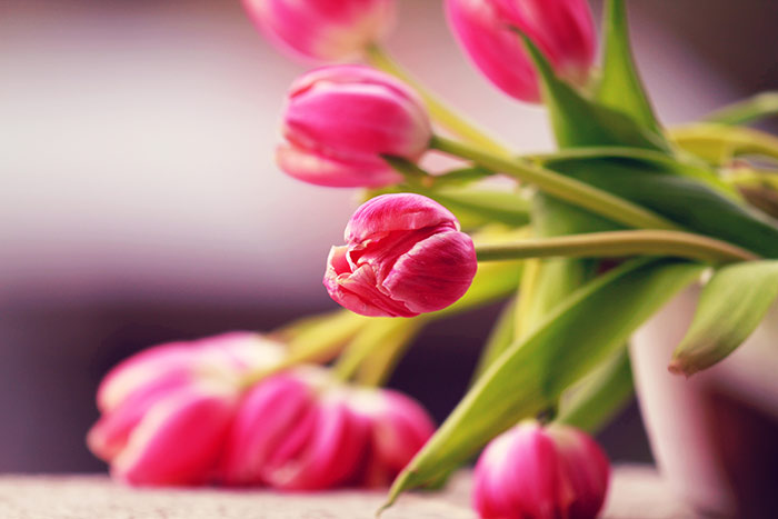 Tulpen pink liegend