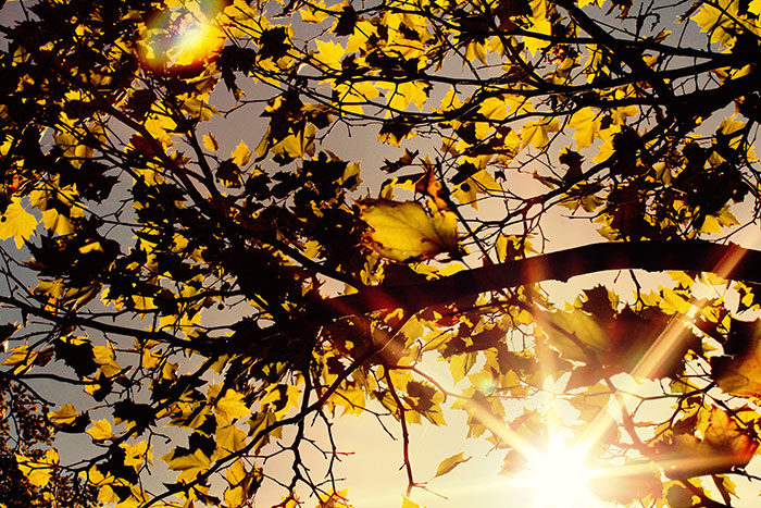 Naturfoto mit Baumblätterkrone und Sonnenlicht