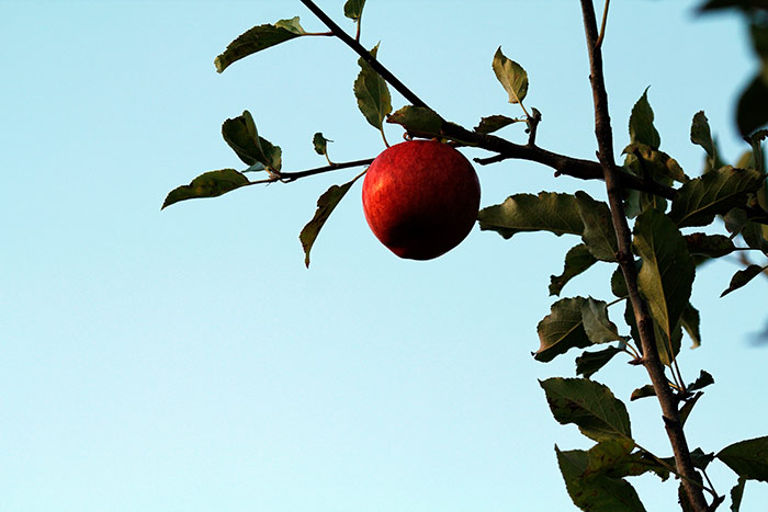 roter Apfel am Baum
