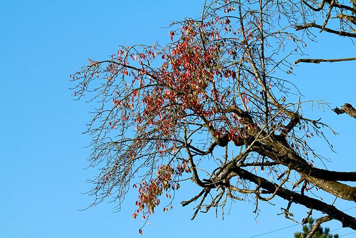 Herbstbaum mit roten Blättern