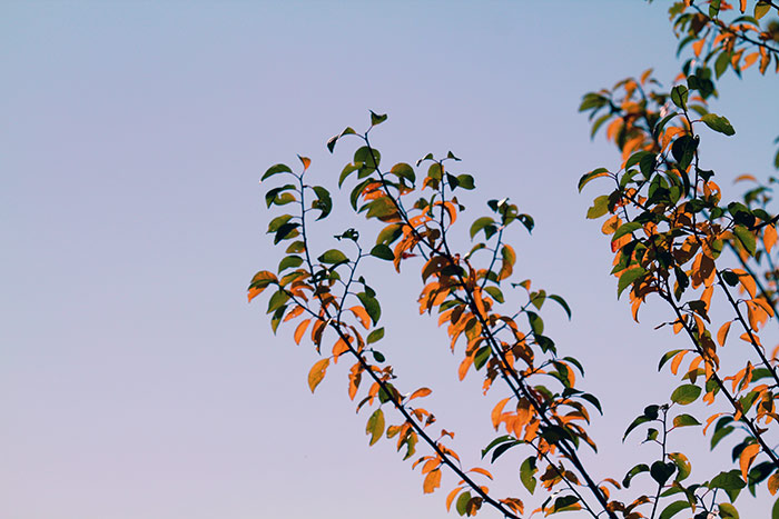 grüne und orange  Herbstblätter an Zweigen