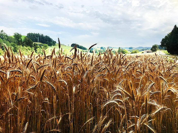 Naturfoto mit Feld mit langen Getreideähren und Landschaft