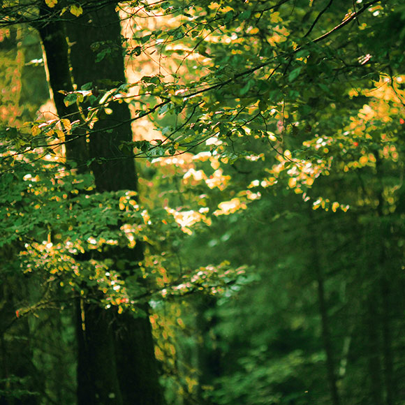Wald mit Lichteinfluss auf Blätter und Zweige und Bäume