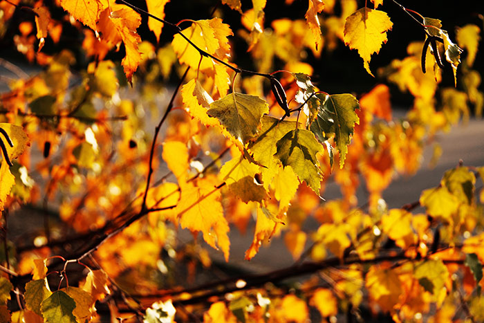 Naturfoto mit gelbgoldenen Blättern am Baum