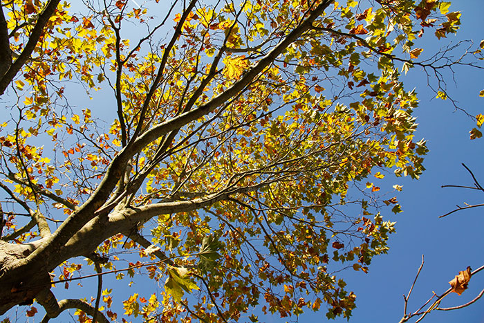 Baum von unten mit gelben Blättern und blauem Himmel