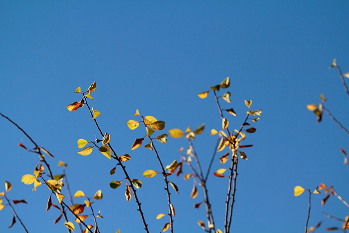 Gelbe Blättchen an Zweigen, die in den blauen Himmel ragen