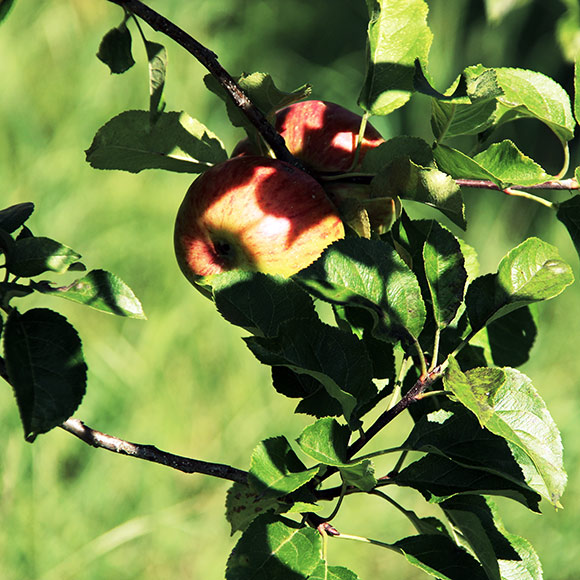 Naturfoto mit rotgrünen Äpfeln am Baum
