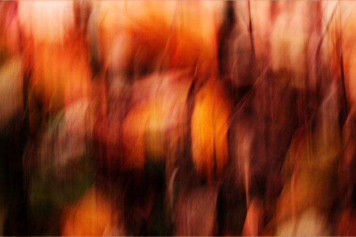Herbstblätter abstraktes Bild in rot orange braun gold.