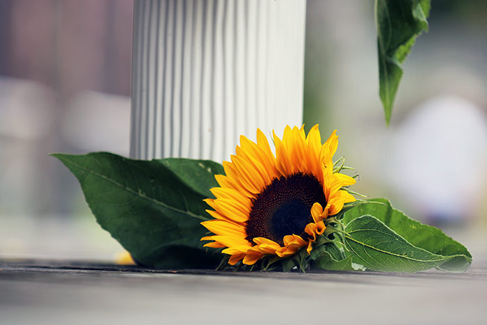 Naturfoto Stillleben mit Sonnenblumen Kopf auf dem Boden neben Vase