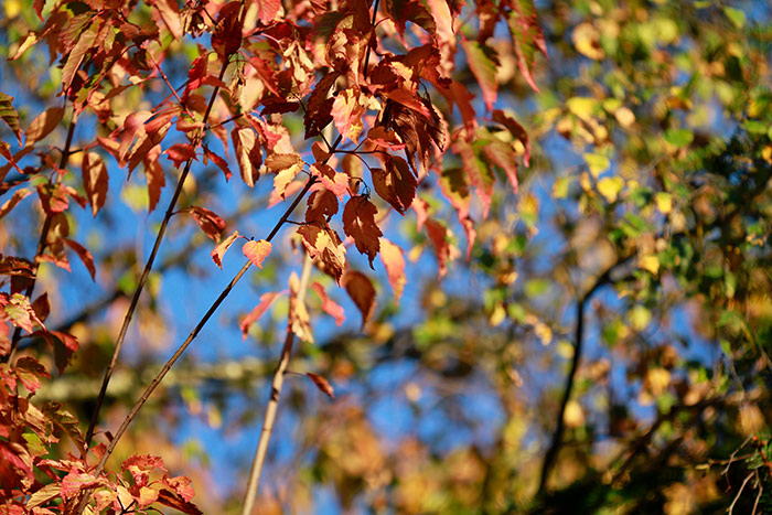 farbige Herbstblätter