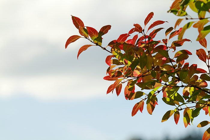 Herbstblätter mit blauem Himmel