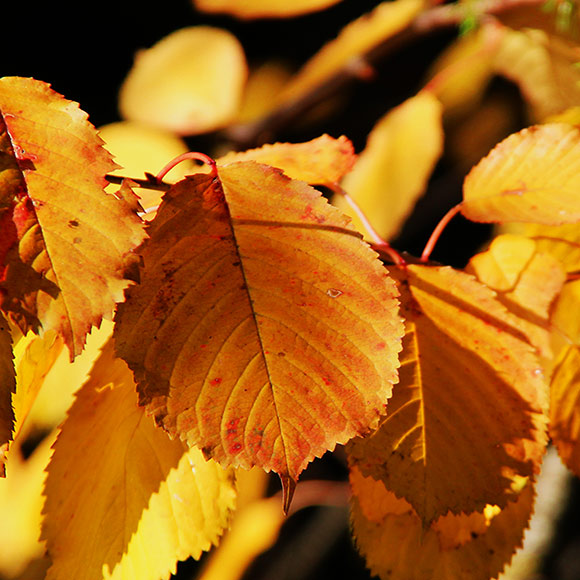 Naturfoto mit goldenen Blättern