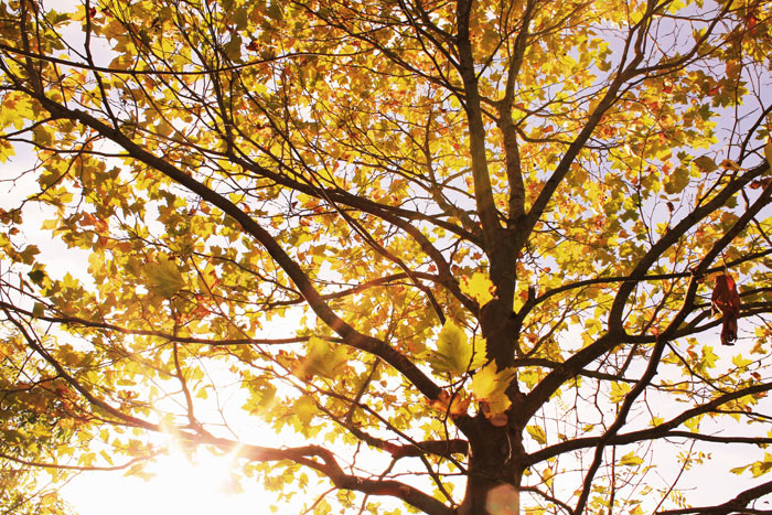 Baum mit gelben Blättern im Oktober