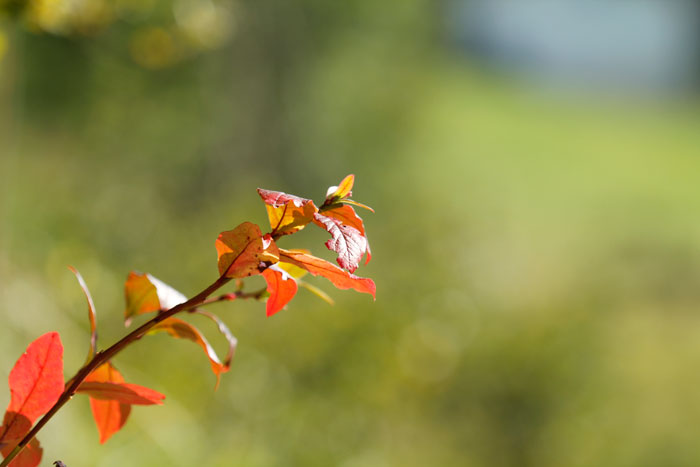 Naturfoto mit Strauchast mit roten Blättern