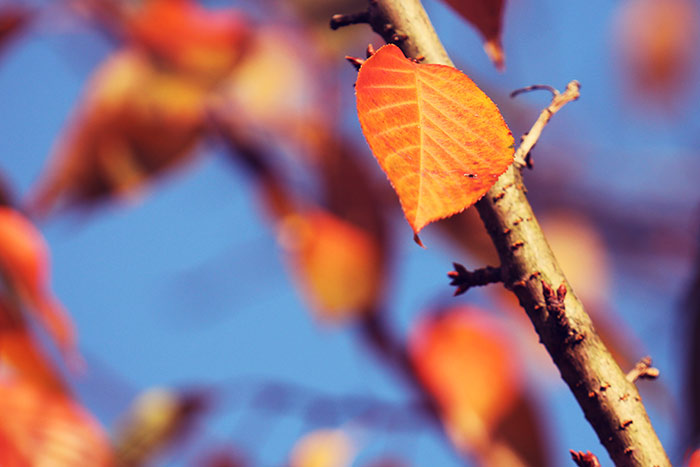 Naturfoto mit gelborangem Herbstblatt an Ast vor blauem Himmel