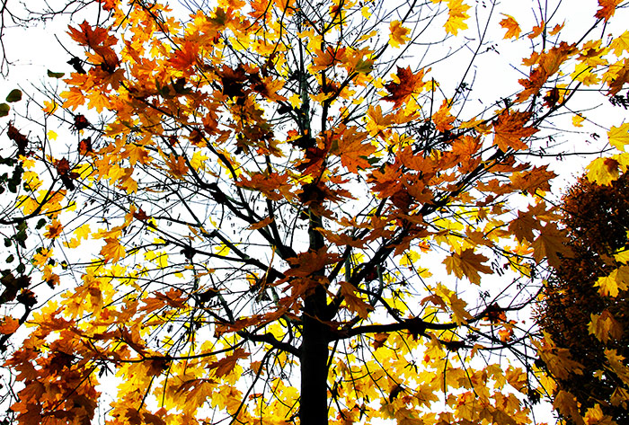 Baum mit leuchtenden Herbstblättern
