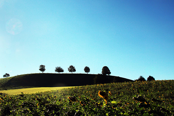 Naturfoto Sonnenblumenfeld mit Bäumen und blauem Himmel