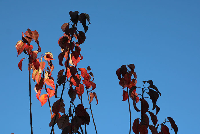 rote Blätter an Ästen mit blauem Himmel