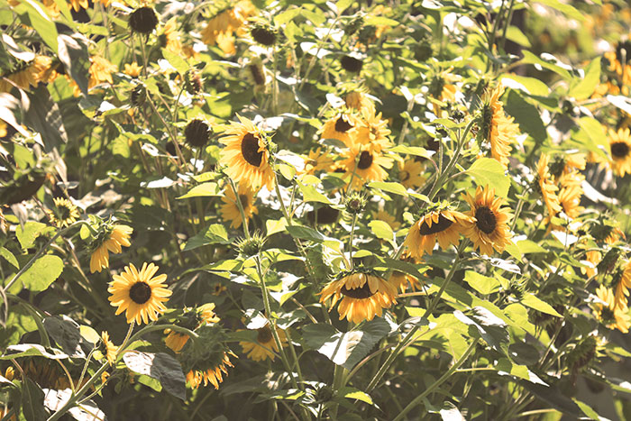 Naturfoto mit Sonnenblumenfeld im Frühherbst