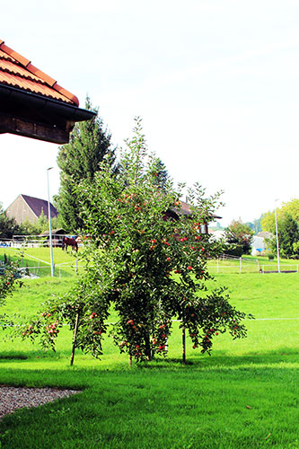 Kleiner Baum mit vielen reifen Äpfeln