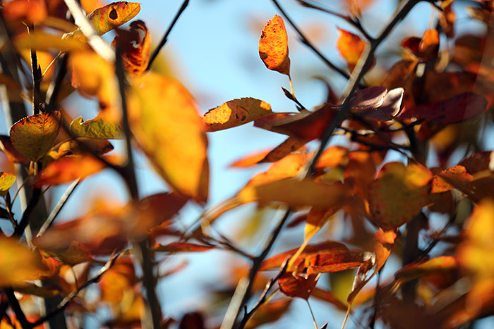 Naturfoto mit goldenen Blättern an Büschen