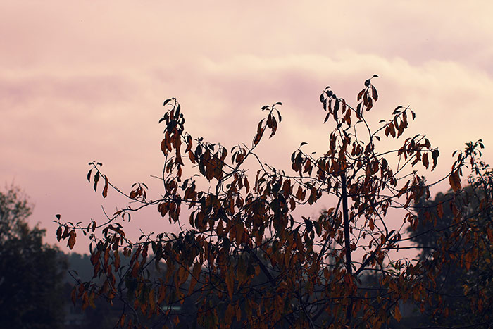 Baum mit gelbroten Blättern und rötlichem Himmel im Hintergrund