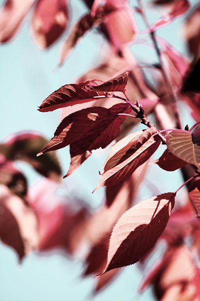 Herbstblätter rosa mit blauem Himmelhintergrund