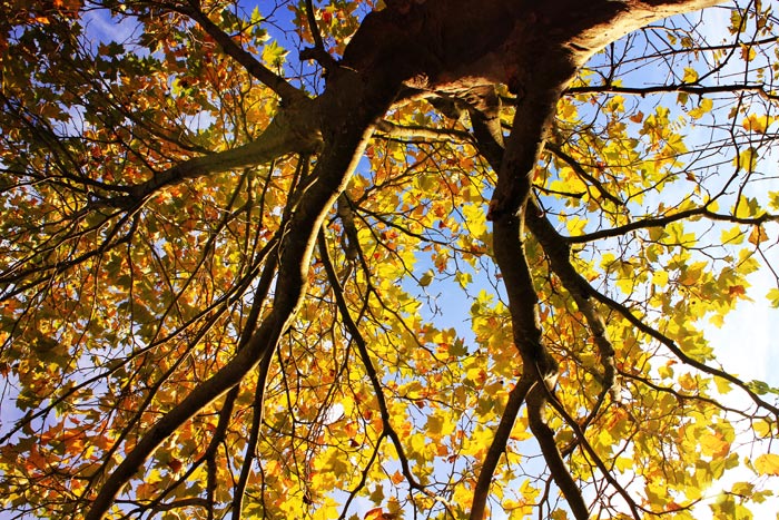 Naturfoto Baum von unten in die Krone geschaut mit gelben und orangen Blättern