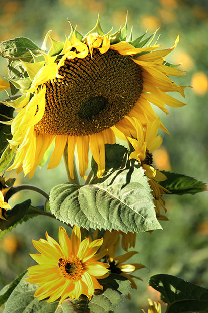 Naturfoto mit einer grossen Sonneblume